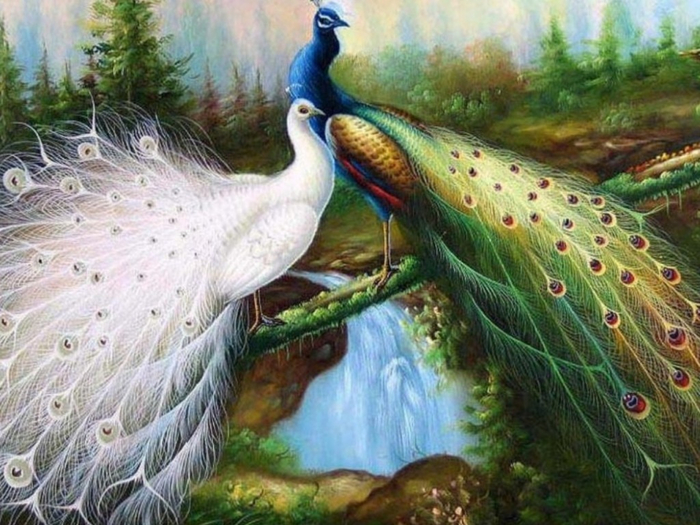 Peacock-Picture-1024x768 (700x525, 409Kb)