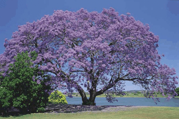 2705783_jacaranda_de_minas (700x464, 261Kb)