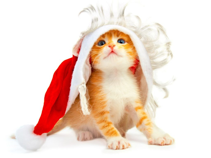 gatito-de-navidad-wallpaper-750344 (700x525, 185Kb)