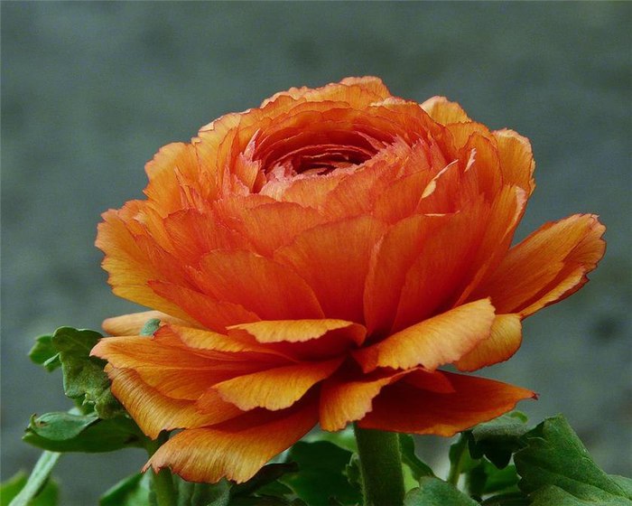 1431955890_ranunculus_02 (700x560, 74Kb)