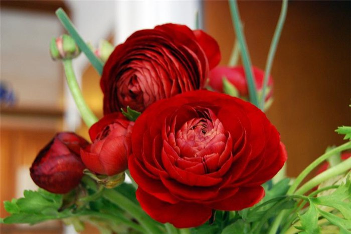 1431955932_ranunculus_04 (700x468, 52Kb)