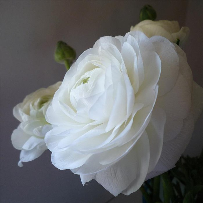 1431955974_ranunculus_06 (699x700, 50Kb)