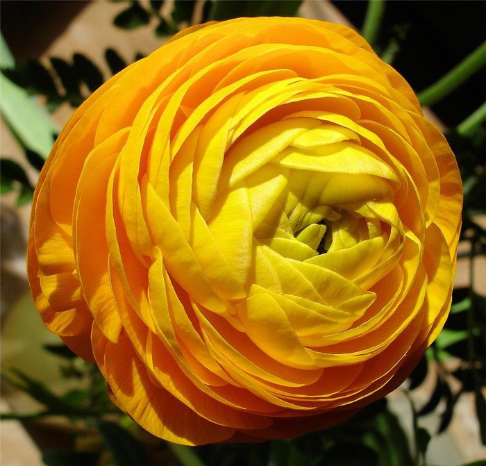 1431956014_ranunculus_08 (700x671, 95Kb)