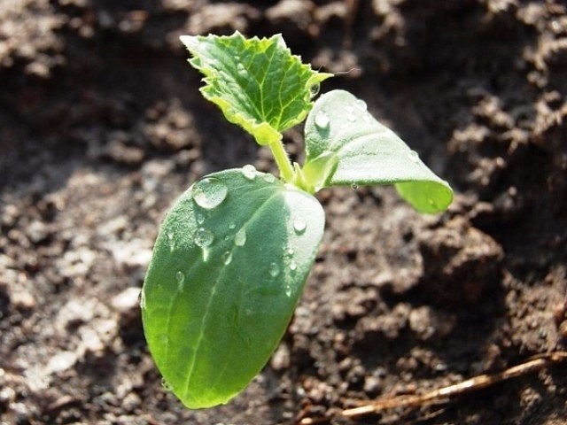 ��� (640x480, 71Kb)