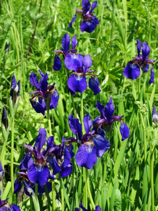 5559494_DSC01027_2 (525x700, 341Kb)