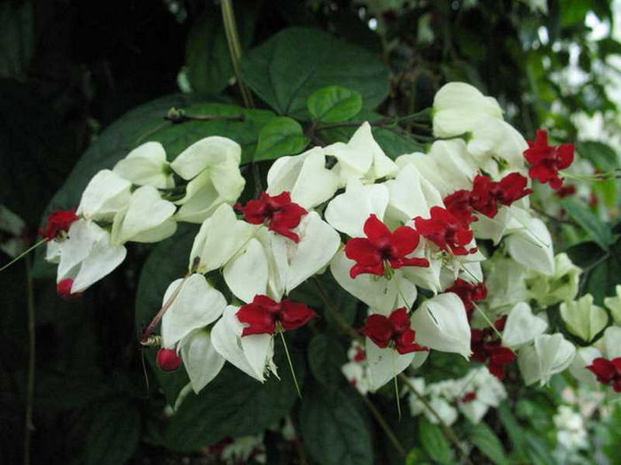 clerodendrum-thomsoniae (700x525, 56Kb)