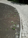 Превью 20150524_121346 (525x700, 417Kb)