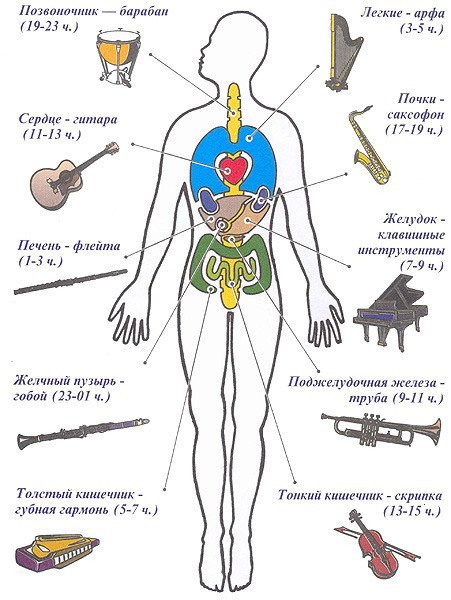 3925311_zdorove_v_kartinkah_lechenie_organizma_s_pomoshu_myz_instrymentovvremya_proslyshivaniya_instrymentov (451x600, 68Kb)