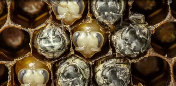 An Extraordinary Glimpse into the First 21 Days of a Bees Life in 60 Seconds   Colossal (700x343, 414Kb)