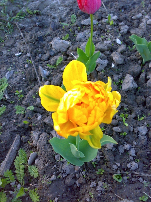 н желтый тюльпан (525x700, 350Kb)