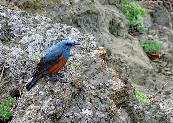 5559494_DSC02798 (700x497, 341Kb)