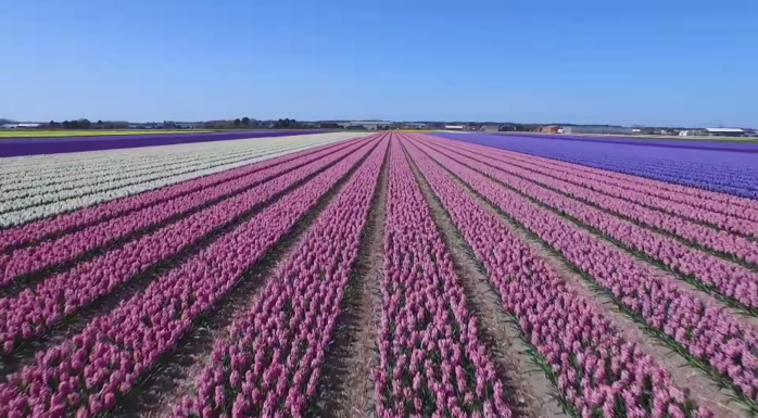 2247000_Dutch_flower_fields_near_Keukenhof__The_Netherlands_drone_footage__DJI_Inspire_1____YouTube (700x385, 477Kb)