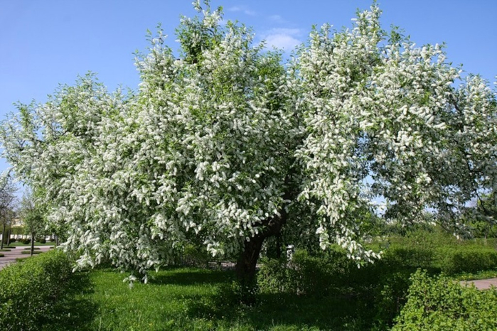 Черемуха белая фото цветов