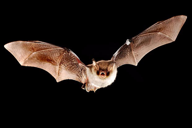 bats (620x413, 93Kb)