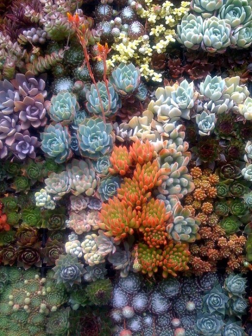 succulents-e1354318102856 (520x693, 453Kb)