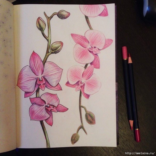Как нарисовать орхидею7 (604x604, 179Kb)