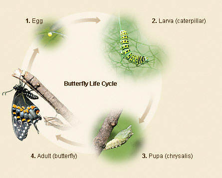 ButterflyLifeCycle (445x357, 20Kb)