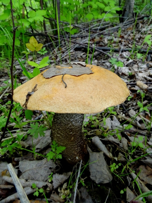 5559494_DSC05654 (525x700, 322Kb)
