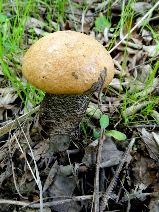 5559494_DSC05658 (525x700, 334Kb)