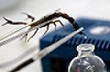 1433471656_med-scorpion (110x72, 5Kb)