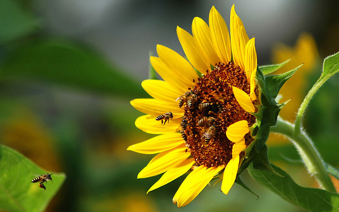 Nature_Flowers_Wasps_and_sunflower_016089_ (800x537, 110Kb)