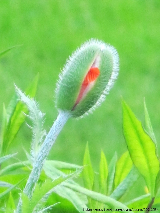 IMG_5177 (525x700, 178Kb)
