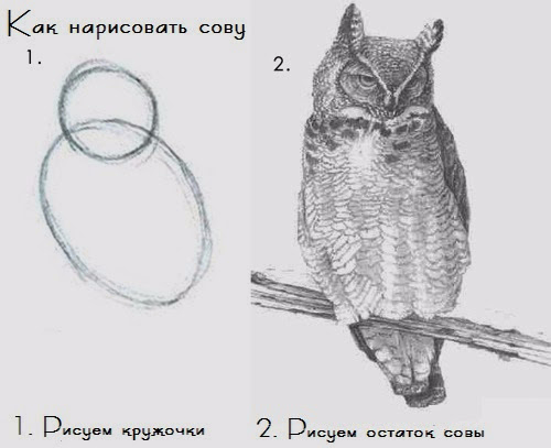 как нарисовать сову (500x407, 94Kb)