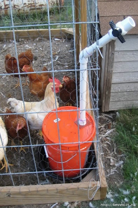 diy-pvc-chicken-coop-watering-system-going-to-do-this-with-the-next-flock-i-get. (465x700, 287Kb)