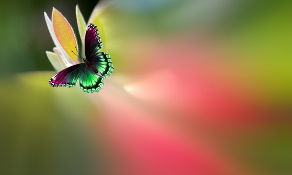 1457985667_butterfly-sitting-on-a-leaf-on-bright-color (600x360, 21Kb)