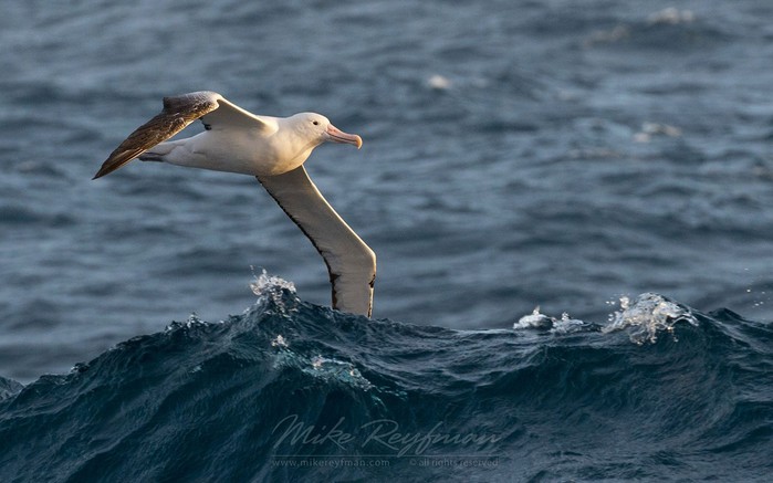Бархотки альбатрос фото