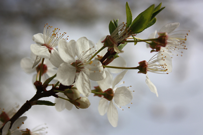 4052195_IMG_6123 (700x466, 244Kb)