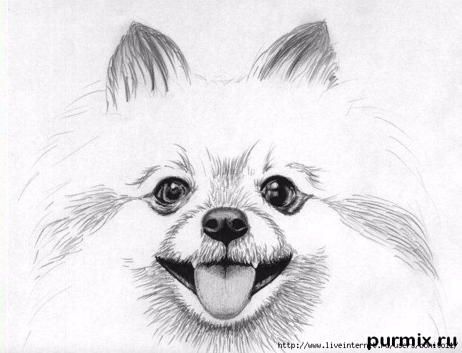 Нарисовать собаку карандашом шпиц