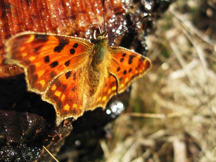 mmm spring 053 (700x525, 407Kb)