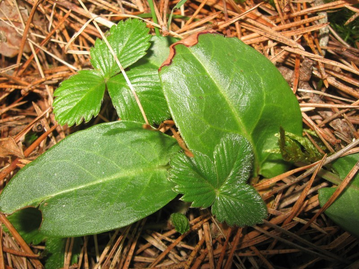 lll spring 017 (700x525, 503Kb)