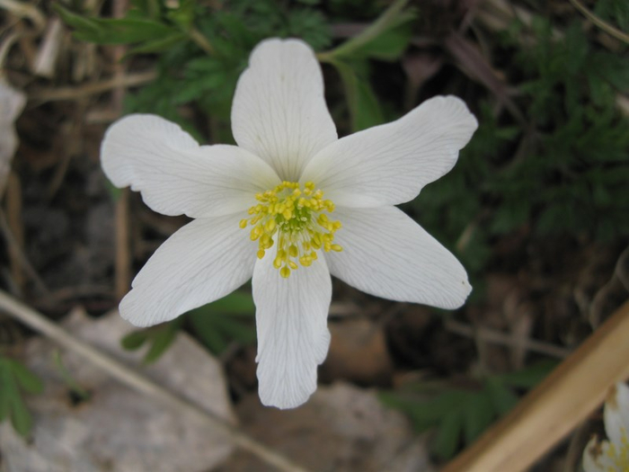 mmm spring 010 (700x525, 254Kb)