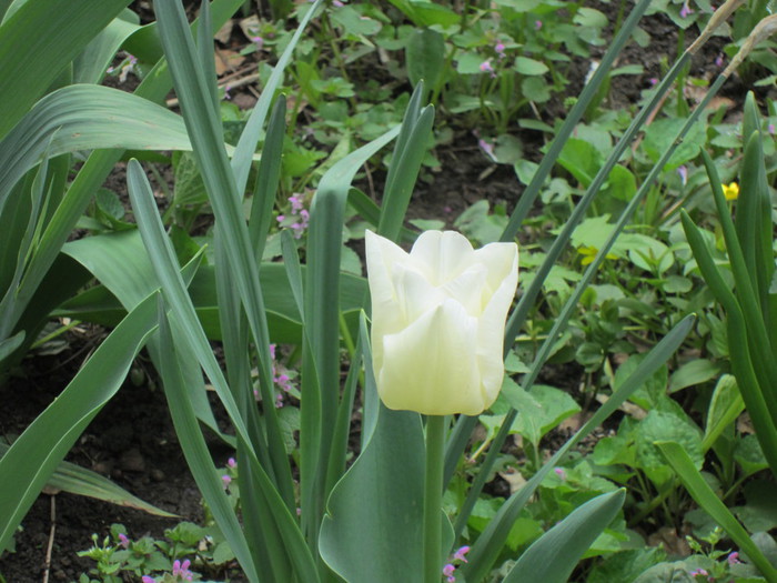 IMG_0750 (700x525, 112Kb)