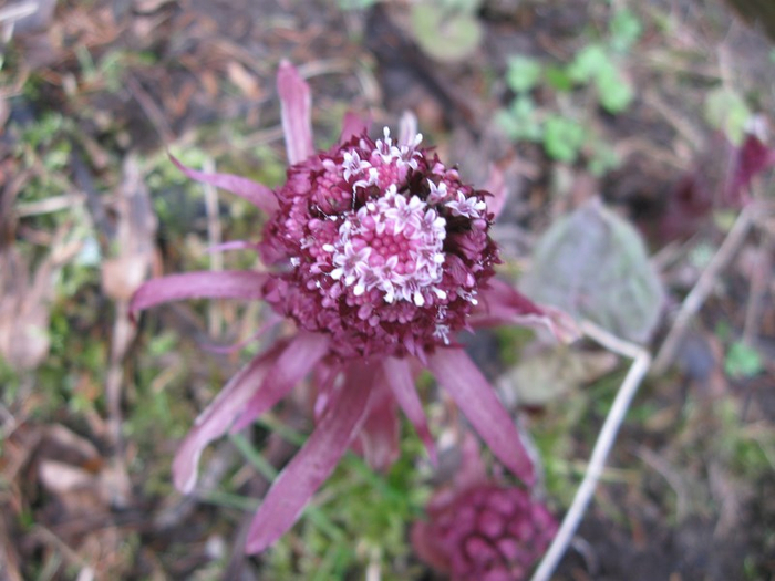 n spring 031 (700x525, 345Kb)