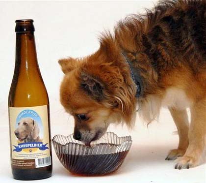 beer_for_dogs (420x372, 56Kb)
