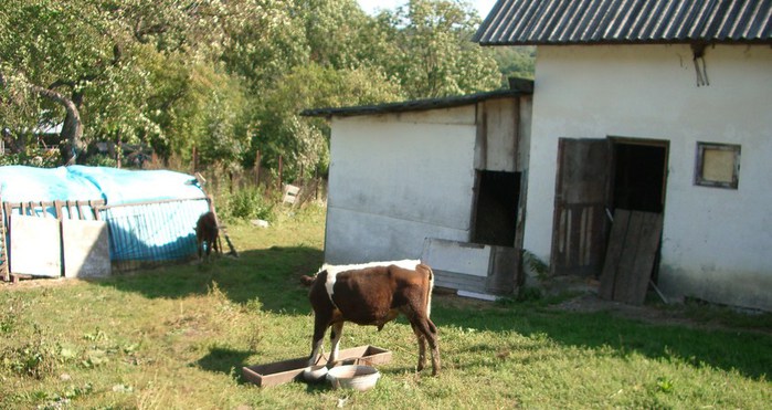 IMGP5706 (700x371, 87Kb)