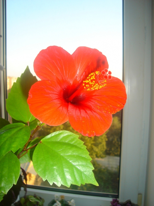 4129864_DSC00951 (525x700, 225Kb)