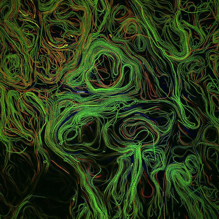     (700x700, 177Kb)