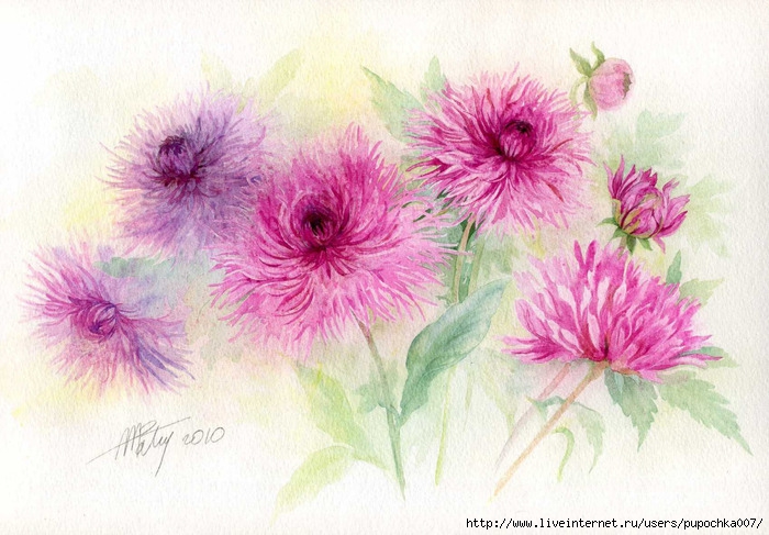 dahlias_g (700x487, 245Kb)