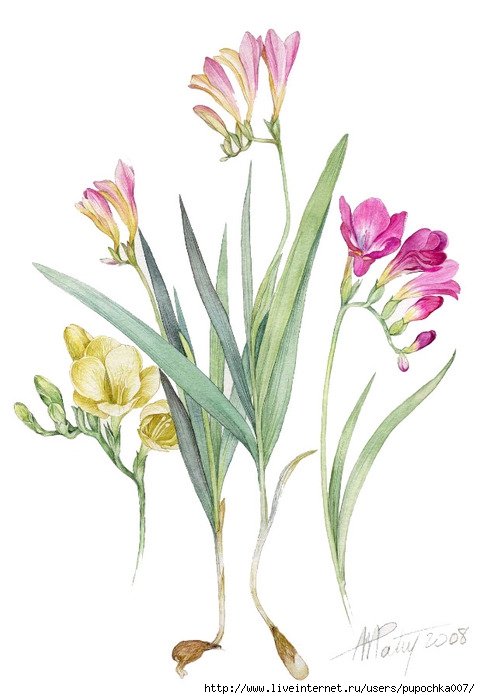 Freesia_g (480x700, 139Kb)