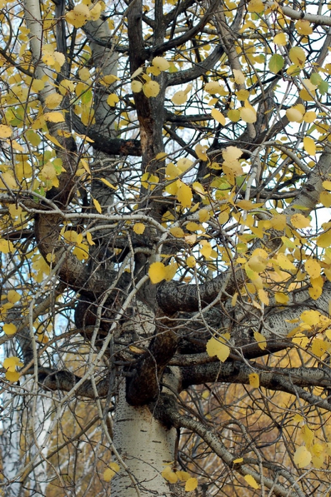 3392780_DSC_9554 (465x700, 367Kb)
