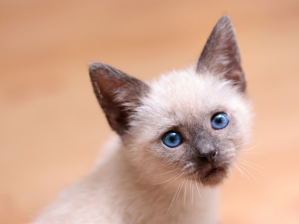 Most-Adorable-Kittens-Photographs-09-600x450 (600x450, 32Kb)