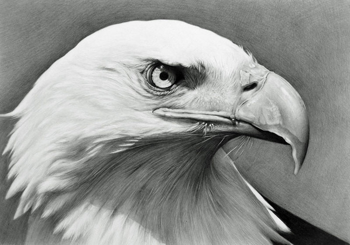 bald_eagle_by_cubistpanther-d3g5rcb (700x489, 97Kb)