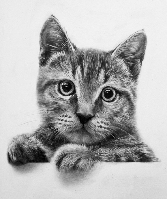 Cat_sketch_by_CubistPanther (579x689, 81Kb)