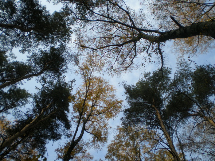 PA060061 (700x525, 211Kb)