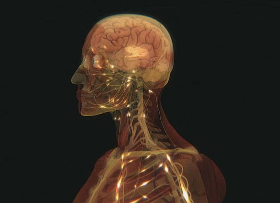 humanbody2 (550x400, 23Kb)