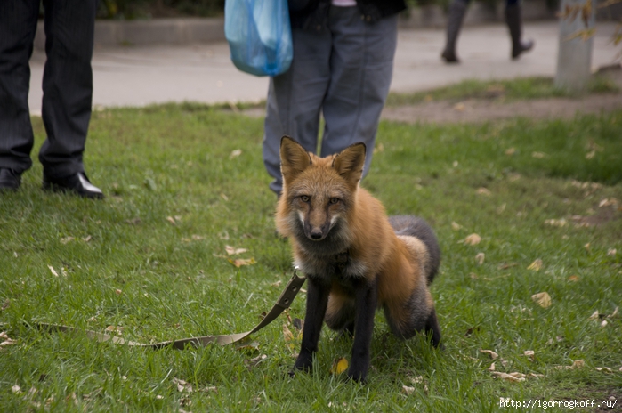 2830149_DSC_0007 (700x464, 258Kb)